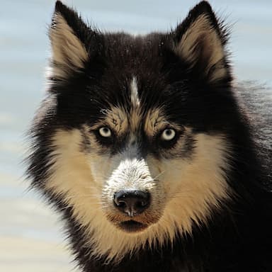 /husky